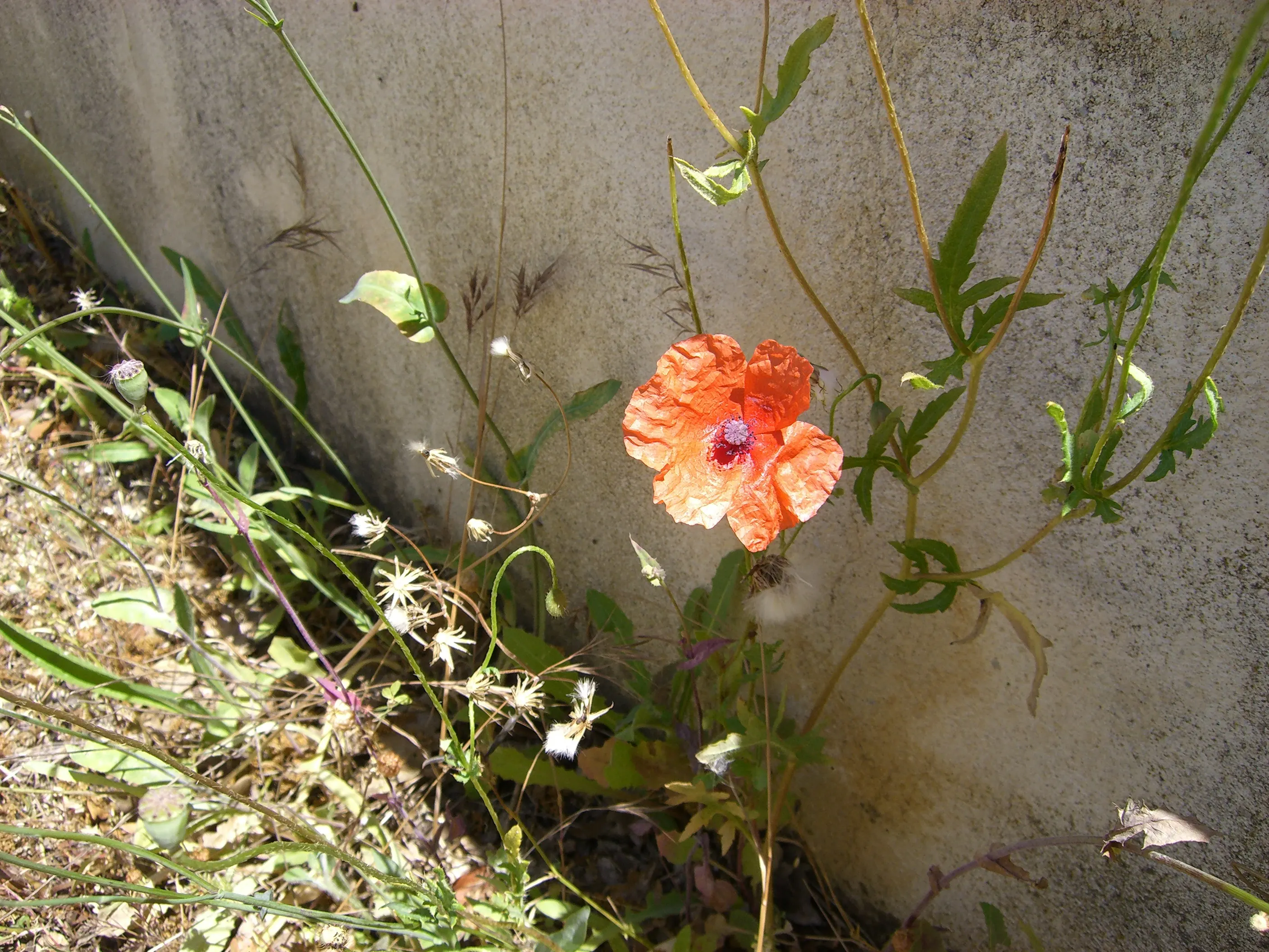 2006 Jun - Papaveraceae (Poppy flower) - Nîmes